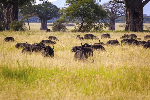 Bufali nell'erba alta — Foto Stock