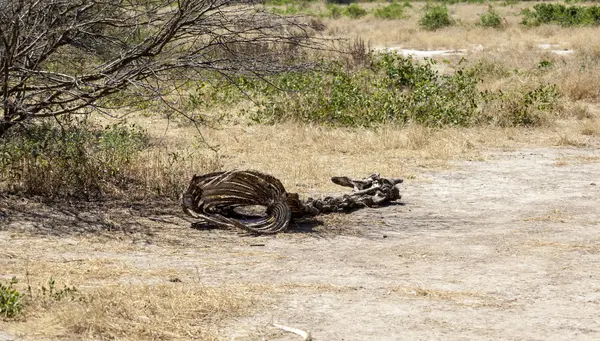 Death Of A Giraffe — Stock Photo, Image