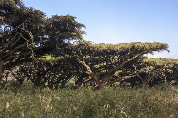 Typisch Afrikaanse bomen — Stockfoto