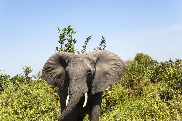 Elefantenaufladung — Stockfoto