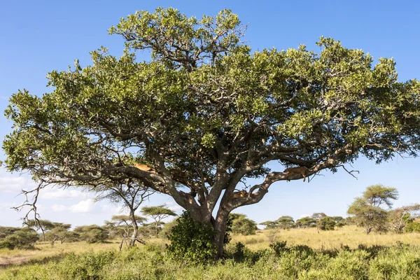 Afrikaanse landschap — Stockfoto