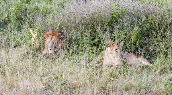 Hiding Lions In The Grass — Stock Photo, Image