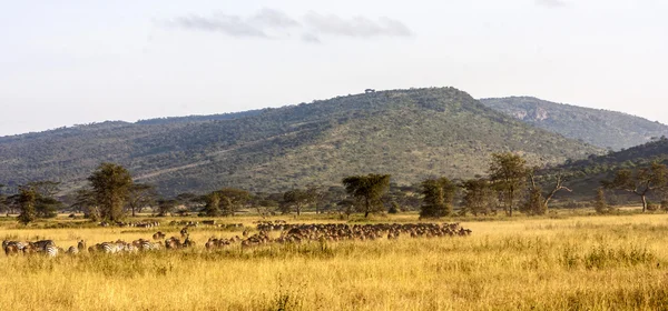 The Great Migration — Stock Photo, Image