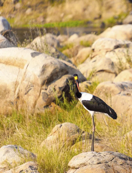 Sattelschnabelstorch — Stockfoto