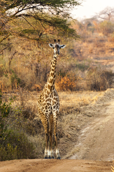 Giraffe on a dirt road in Africa