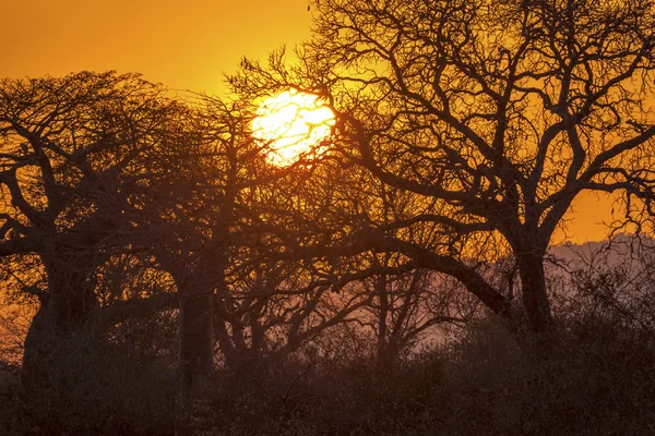 Girafe sur la route — Photo