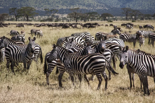 Grupo de Zebras — Fotografia de Stock