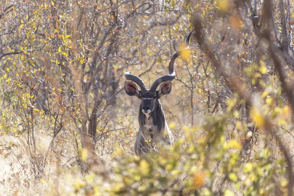De grote koedoe — Stockfoto