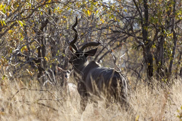 Büyük Kudu — Stok fotoğraf