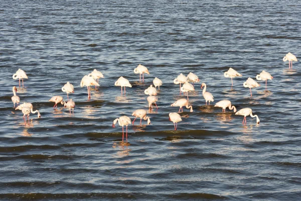 Różowe flamingi — Zdjęcie stockowe