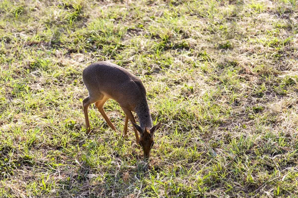 Antilope de Dik-Dik — Photo