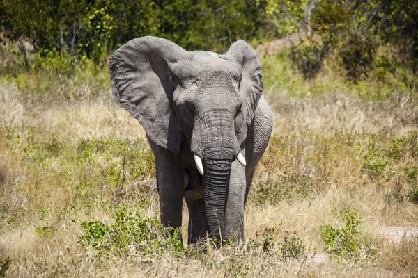 Perfil de un elefante — Foto de Stock