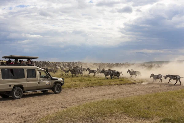 Group Of Zebras — Stock Photo, Image