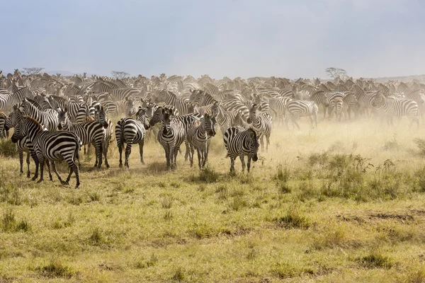 Running Zebras — Stock Photo, Image