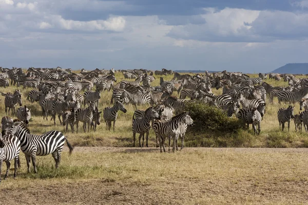 Стадо зебр — стокове фото