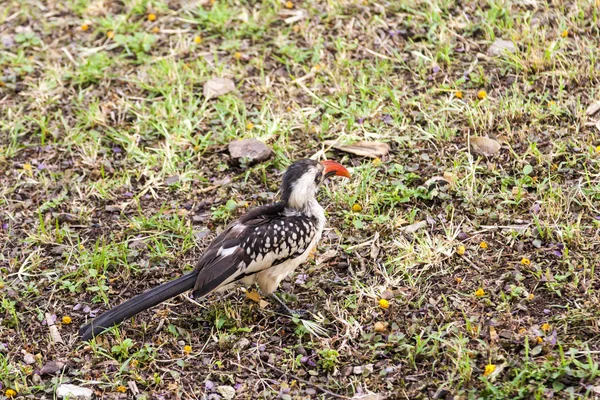 アカハシコサイチョウ, — ストック写真