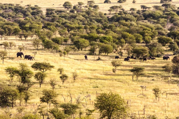 Grazing Vida Silvestre —  Fotos de Stock