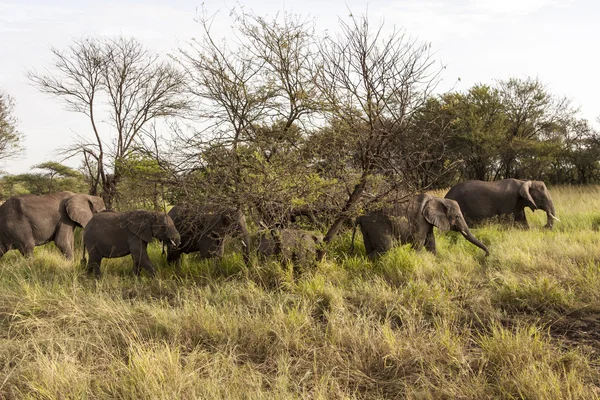 Group Of Elephants Stock Photo