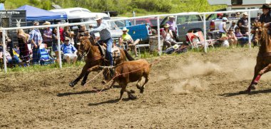 rodeo buzağı Kementleme