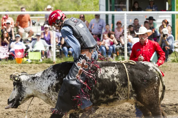 Rodeo Toro a caballo —  Fotos de Stock