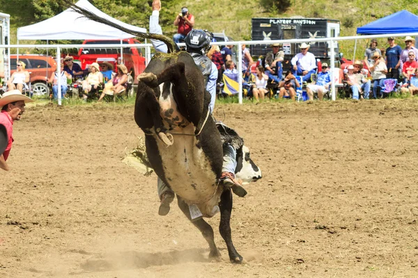 Rodeo Toro a caballo —  Fotos de Stock