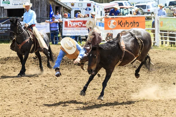 Cavaliers de rodéo Bronco — Photo