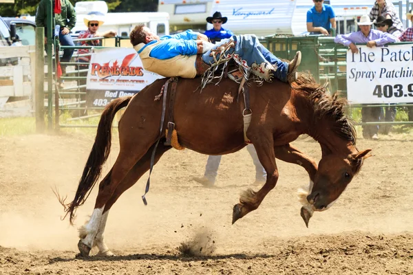 Rodeo Bronco ratsastajat — kuvapankkivalokuva