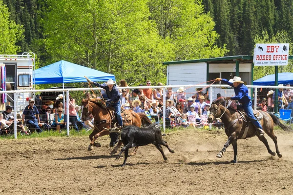 Rodeo vasikka köysi — kuvapankkivalokuva