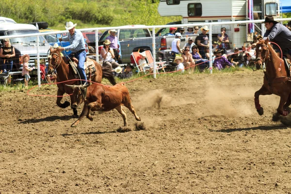 Rodeo vasikka köysi — kuvapankkivalokuva