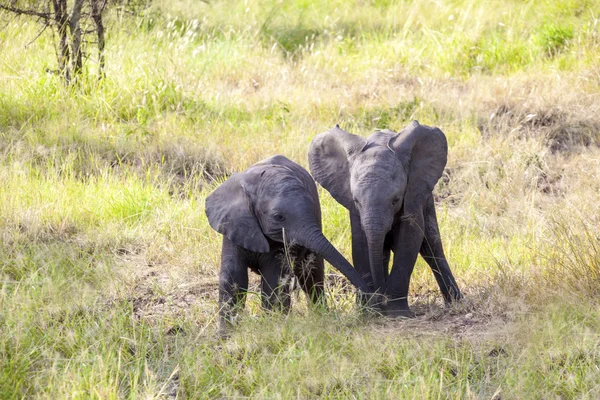 Afrikanische Elefanten die Kinder — Stockfoto