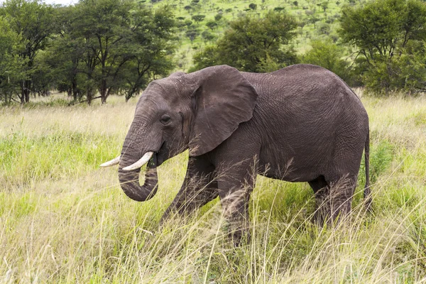 African Elephant — Stock Photo, Image