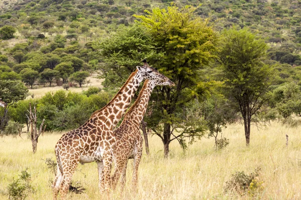 Grazing Giraffes — Stock Photo, Image