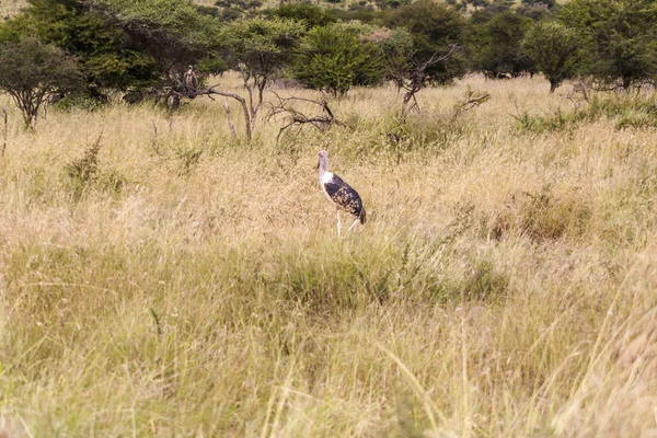 Marabut bocian na Masai Mara National Reserve - Kenii, Afryka — Zdjęcie stockowe