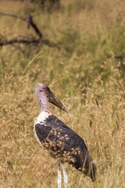 Marabut bocian na Masai Mara National Reserve - Kenii, Afryka — Zdjęcie stockowe