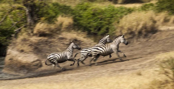 Running Zebras — Stock Photo, Image
