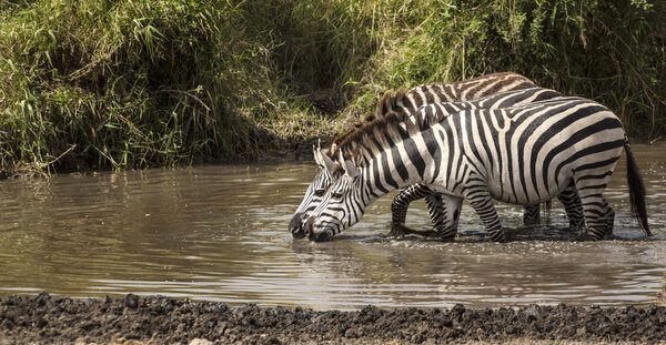Drinking zebras at a waterhole in Africa