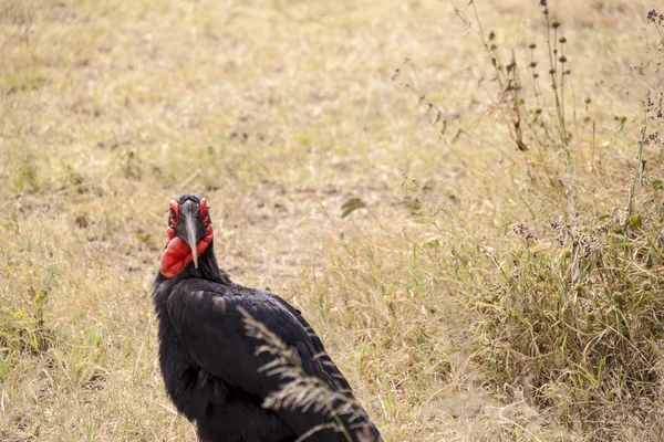 Pozemní hornbill — Stock fotografie