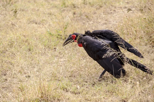 Erdhornvogel — Stockfoto