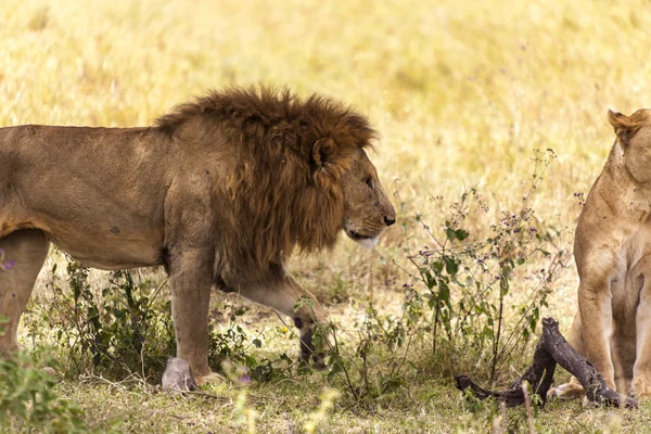 Mannetjes leeuw. — Stockfoto