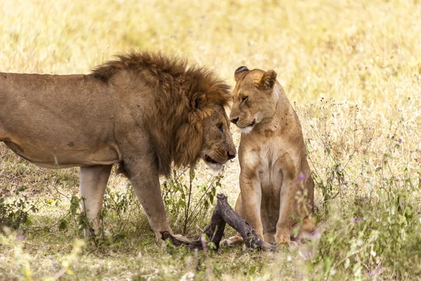 Apareamiento de leones , —  Fotos de Stock