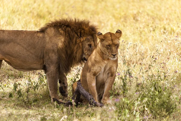 Leões africanos Tanzânia — Fotografia de Stock