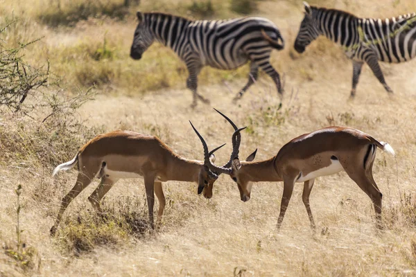 Vilda djur i Afrika — Stockfoto