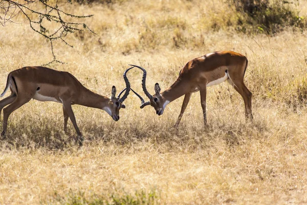 The Fight is on — Stok fotoğraf