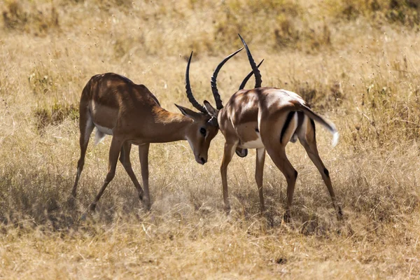 The Fight is on — Stockfoto