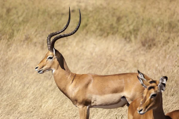 Männliche Impala — Stockfoto