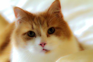 küçük bir kedi yavrusu portresi