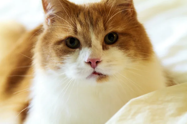 Porträtt av en liten kattunge — Stockfoto