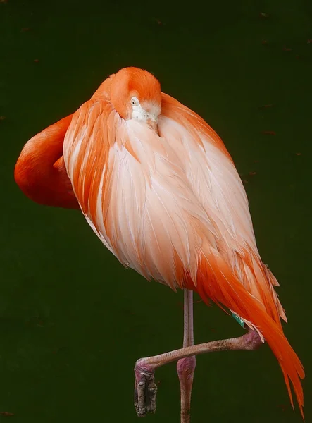 Птица фламинго в сафари-парке — стоковое фото