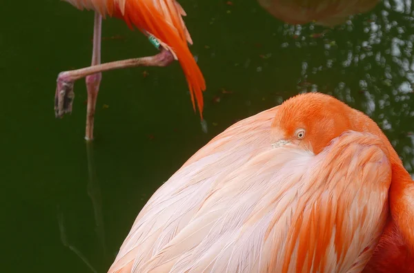 Flamingos im Safaripark — Stockfoto