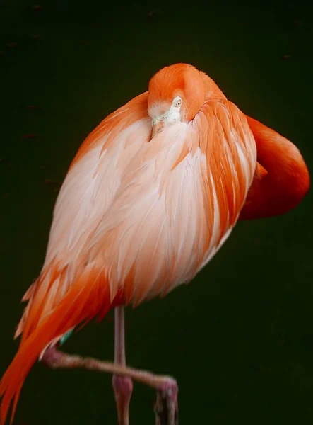 Pájaro flamenco en parque safari —  Fotos de Stock